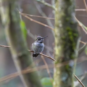 Anns Hummingbird  Fort Langley 