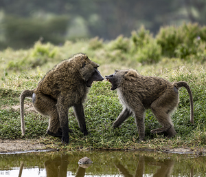 Baboons Lake Nakuru kenya