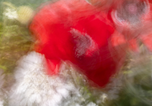Poppy ICM