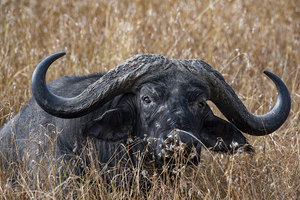 Water Buffalo Sweetwaters kenya