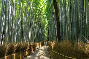 Bamboo forest Kyoto Japan