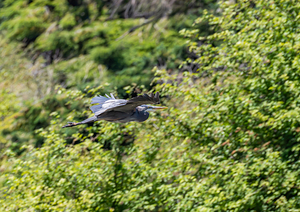 rifel bird sanctuary 2