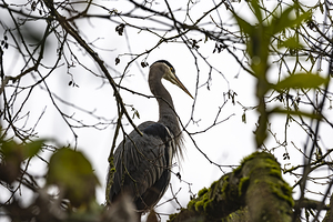 Great blue heron Chilliwack B.C