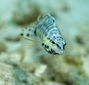 Blenny 