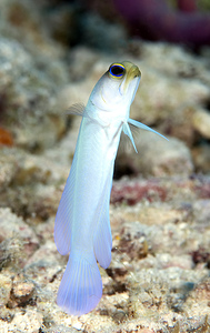 Yellowhead Jawfish