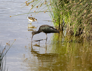 White faced Ibis Sweetwaters kenya