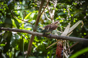 Bird of Paradise Papua New Guinea 