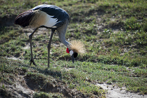Crowned Crane