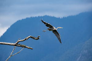 Great blue heron Pitt lake B.C