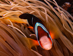 Clown Fish Philippines