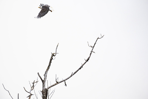 Eagle soaring over a tree