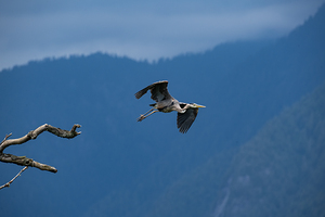 Great blue heron Pitt lake B.C