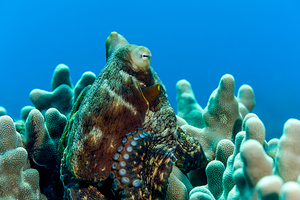 Octopus Hawaii big island