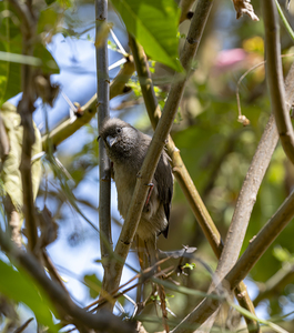 Speckled mousebird Sweetwaters kenya