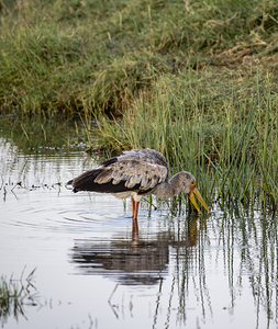 Yellow billed stork Lake Nakuru kenya