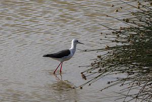 Black winged stilt Sweetwaters kenya