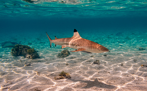 Black Tip Shark 2