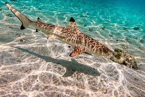 Black Tip Shark 3
