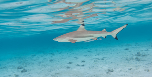Black Tip Shark