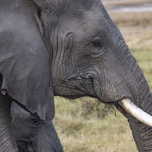 Elephant with baby Amboseli National Park Kenya 