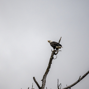 Eagle perched on top of a tree