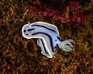 Willan s Chromodoris Nudibranch Mukilteo Washington USA