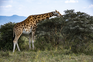 Giraffe Lake Nakuru kenya