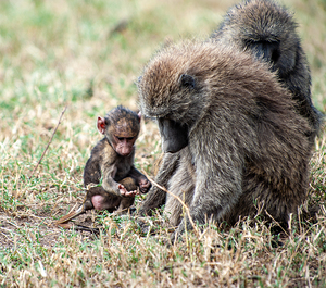 Baboon Lake Nakuru Africa