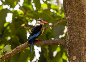 Grey headed kingfisher Amboseli National Park Kenya