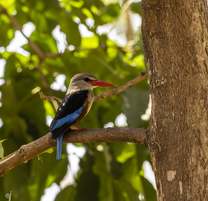 Grey headed kingfisher Amboseli National Park Kenya