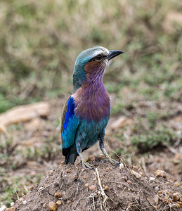 Iilac breasted roller