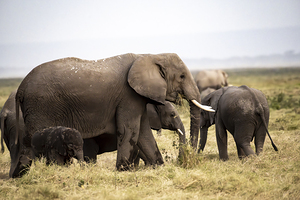 African elephants Amboseli National Park Kenya