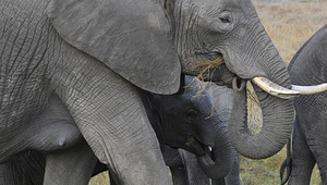 African grey elephants Amboseli National Park Kenya