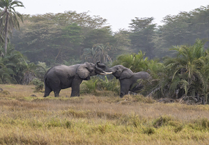  Elephants Amboseli National Park Kenya