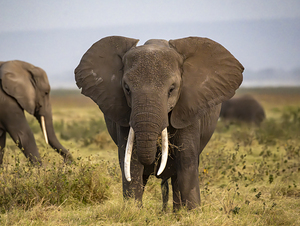 African elephant Amboseli National Park Kenya