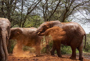 Orphaned elephants rehab center Sheldrick wildlife