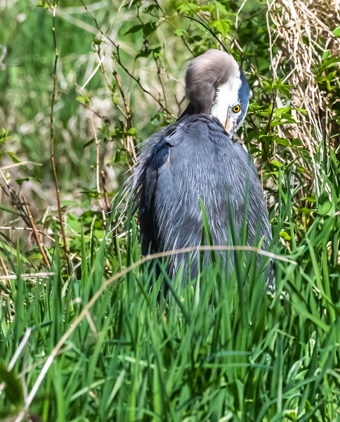 Great Blue Haron by Randy Roy Photography