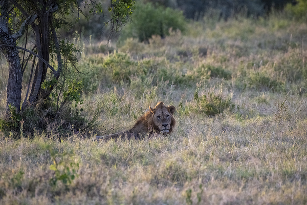 Lion Lake Nakuru kenya by Randy Roy Photography