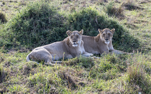 Ashnil Masai Mara by Randy Roy Photography