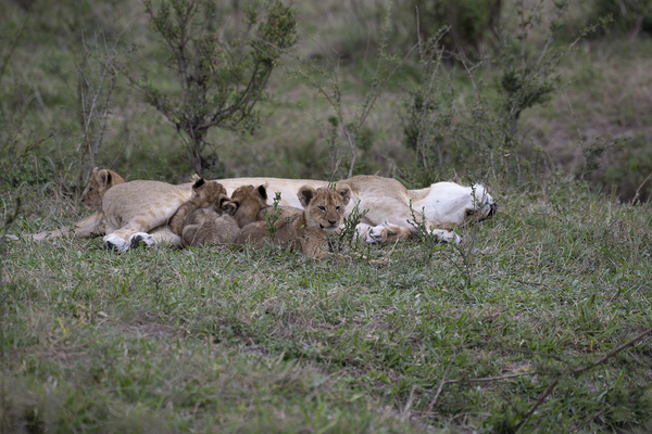Lions masai mara by Randy Roy Photography