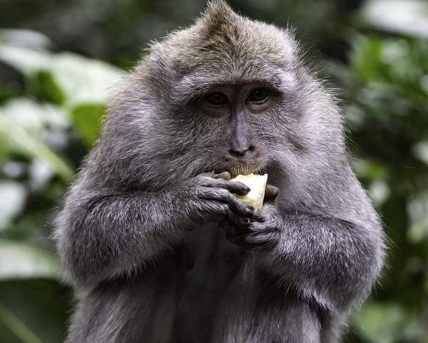 Monkey Forest Bali by Randy Roy Photography