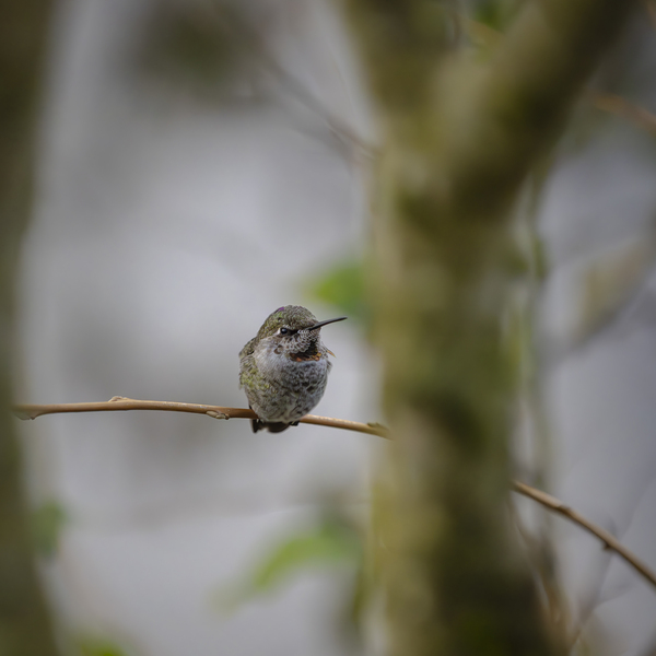 Anns Hummingbird  Fort Langley  by Randy Roy Photography