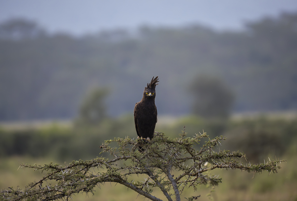 Eagle Lake Nakuru kenya by Randy Roy Photography