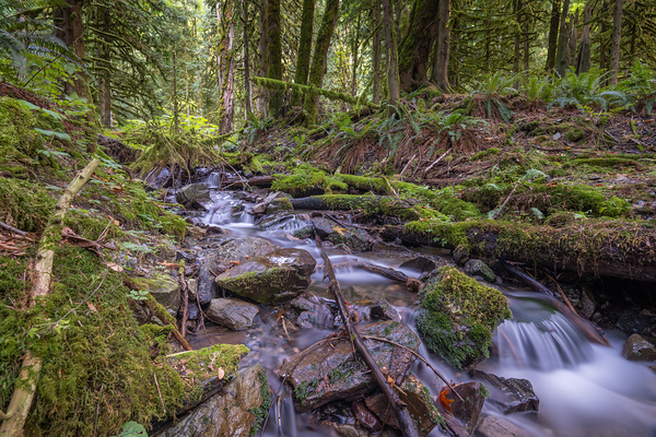 Bridal Creek Chilliwack British Columbia by Randy Roy Photography