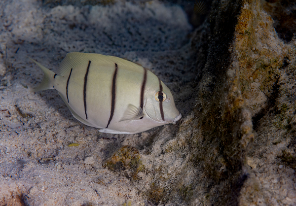 Convict Tang 2 by Randy Roy Photography