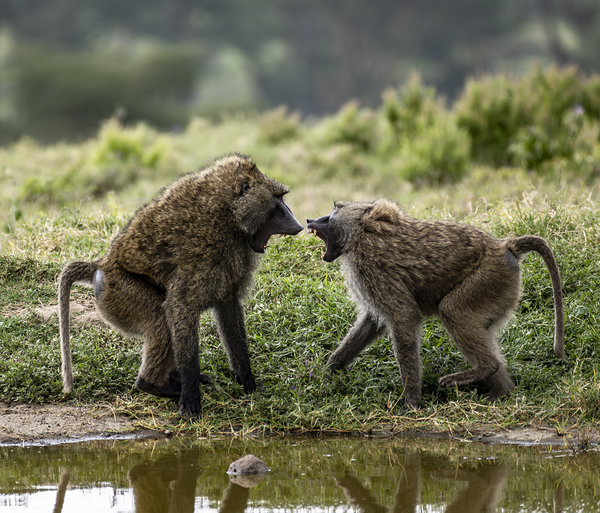 Baboons Lake Nakuru kenya by Randy Roy Photography