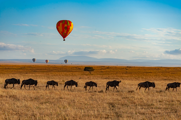 Masai Mara by Randy Roy Photography
