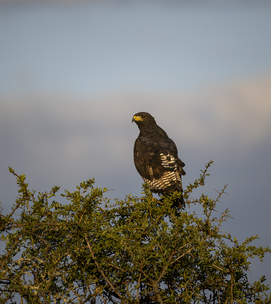 Hawk Lake Nakuru kenya by Randy Roy Photography