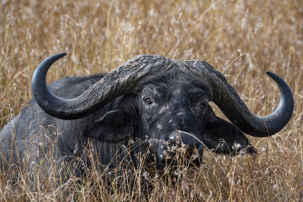 Water Buffalo Sweetwaters kenya by Randy Roy Photography