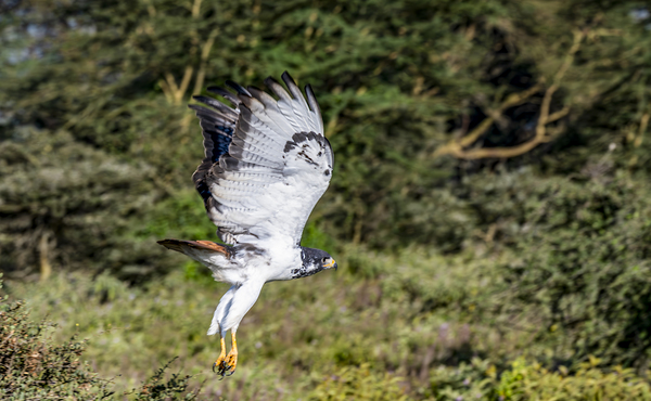 Augur buzzard Lake Nakuru kenya by Randy Roy Photography